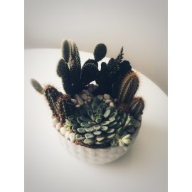 Вот такие кактусы!