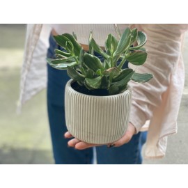 Крассула в бетонном кашпо