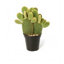 Опунция высота 50 см