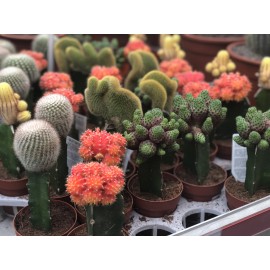 Гимнокалициум микс от 3 штук 