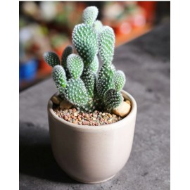 Милая опунция 