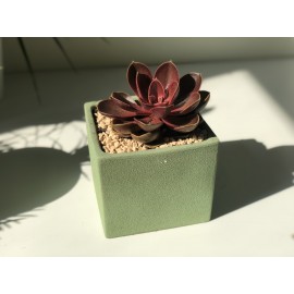 Эхеверия Маджик Ред в кашпо 