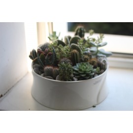 Мир кактусов