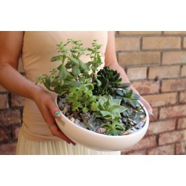 Любителю суккулентов