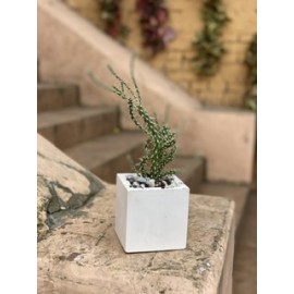 Необычная опунция 