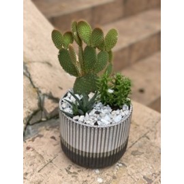 Опунция и ее друзья 