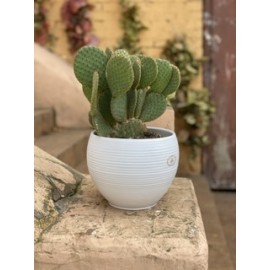 Большой ушастик в кашпо 