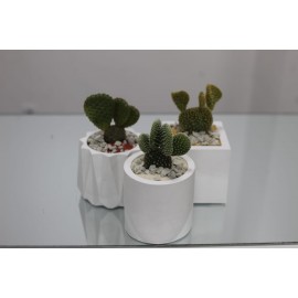 Микс из 3 опунций