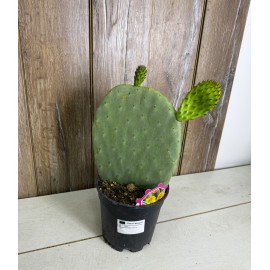 Опунция Инжирная 17/45