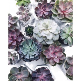 Микс из 9 эхеверий 