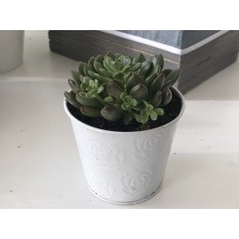 Эхеверия в ведерке 