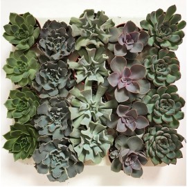 Эхеверия микс от 5 штук