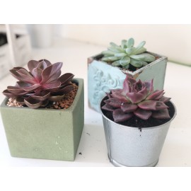 Любителю эхеверий