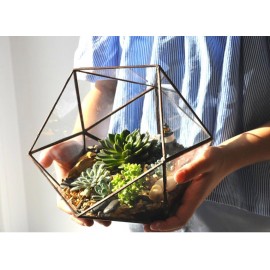 Милашки эхеверии