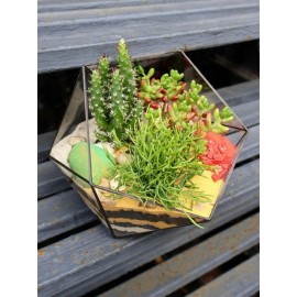 Яркий лес из кактусов и суккулентов