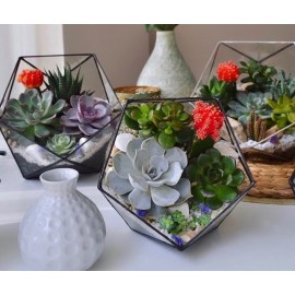 Неприхотливые питомцы 