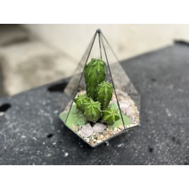 Флорариум с огурцами