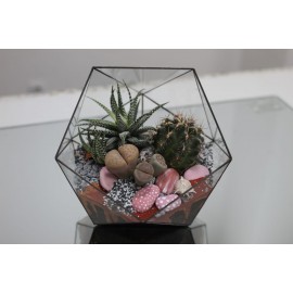 Милые кактусята