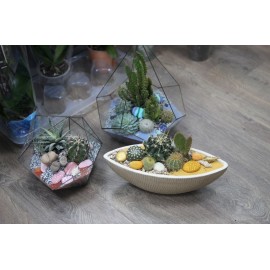 Сет «настоящему любителю кактусов»