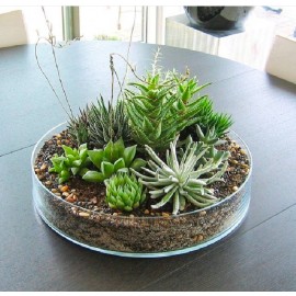 Топчик в стекле