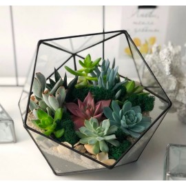 Большой флорариум с суккулентами