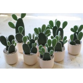 Опунция в кашпо 