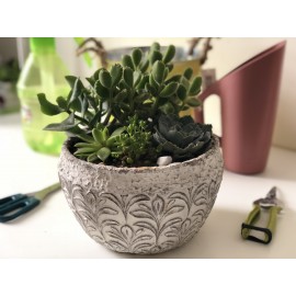 Такие разные суккуленты