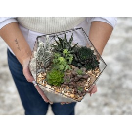 Стильные кактусы