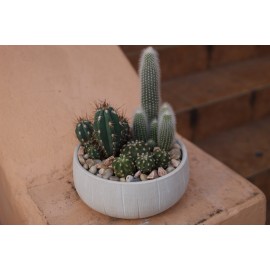 Колючки для тебя