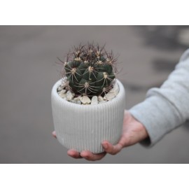 Круглый пухляш 