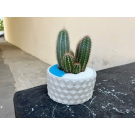 Кактус в стильном бетоне