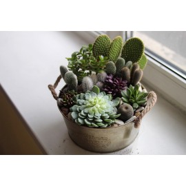 Кактусы в жестяном ведре 