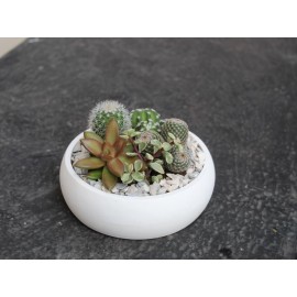 Верные товарищи 