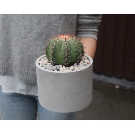 Ферокактус в бетонном кашпо