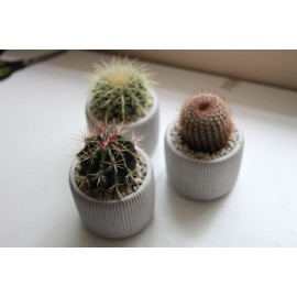 Трио кругляшей