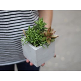 Садик в кубе