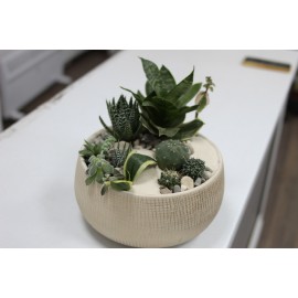 Колючки без повода 