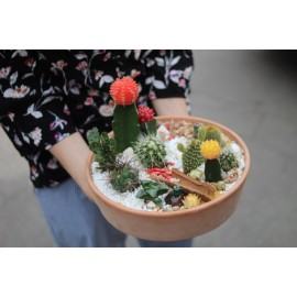 Колючий садик 