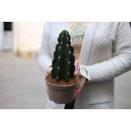 Колючий гигант 