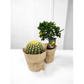 Сет «мандарин + грузони»