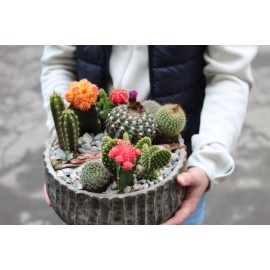 Колючая бомба!