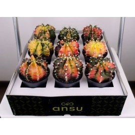 Яркий экземпляр