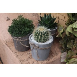 Три питомца