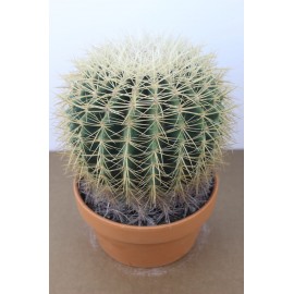 Головастик в глиняном кашпо