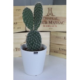 Колючие ушки в стильной керамике 