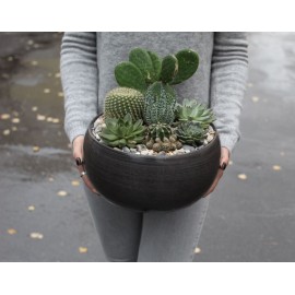 Кактусовая плантация 