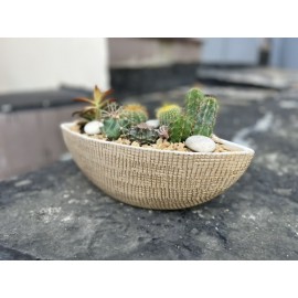 Кактусы-путешественники