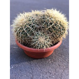 Оригинальный Грузони