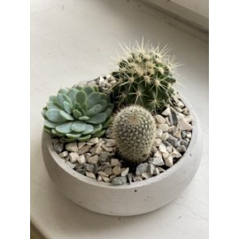 Три колючих симпатяжки