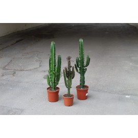 Малочай высота 95 см / эуфорбия иджинс 